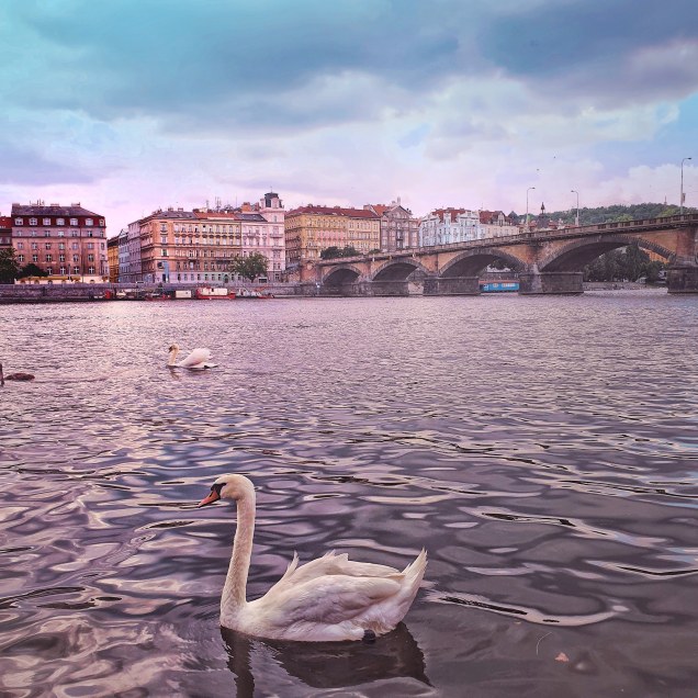 IMG_20190717_090531_988