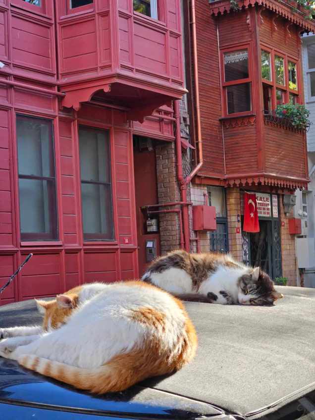 368561774_1071724653984399_427265289095646026_n