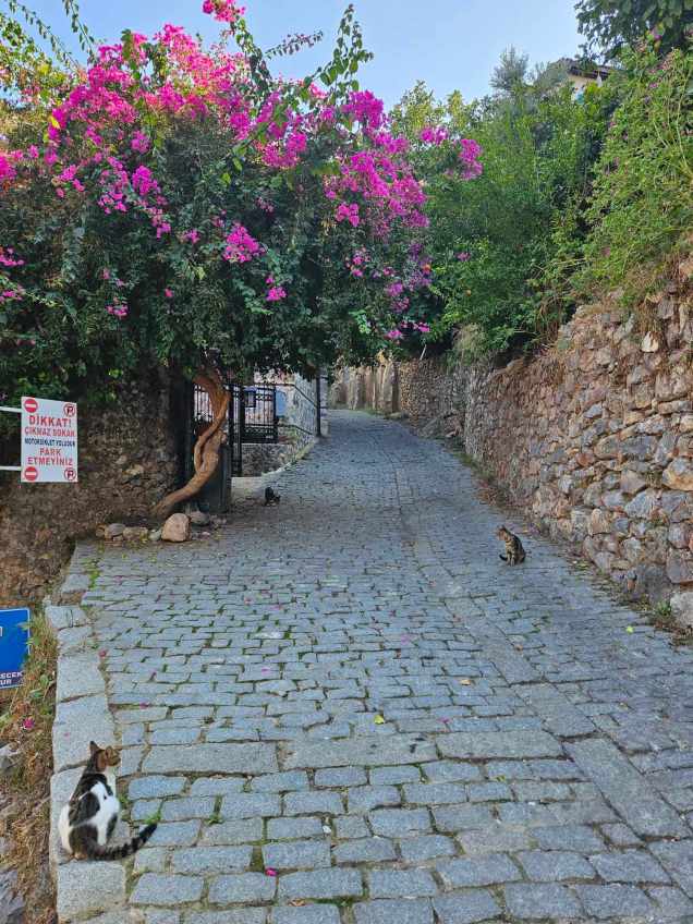 368887892_874477097716851_8053835927226424424_n